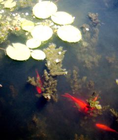 Japanese pond