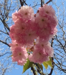 cherry blossoms