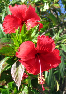 hibiscus