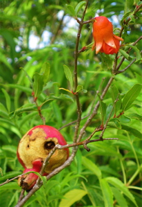 pomegranate