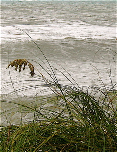 sea oats